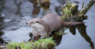 Loutre d’Europe, carnivore semi-aquatique